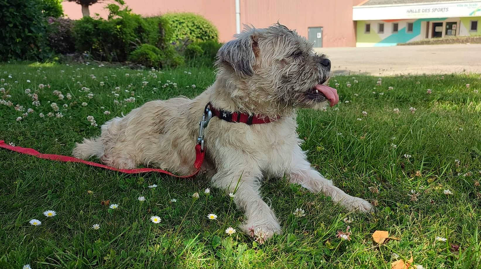 Iwen a rejoint le concours — aidez-le/la à gagner de superbes lots ! canidae, carnivore, collar, companion_dog, dog, dog_breed, dog_collar, dog_supply, fawn, garden_hose, grass, groundcover, leash, plant, snout, sporting_group, tail, terrier, tree, working_animal