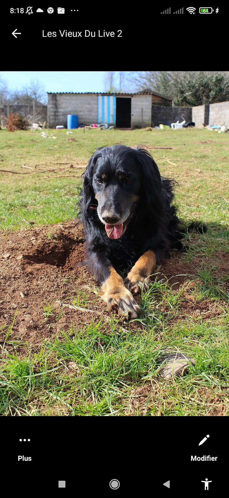 Neymar a rejoint le concours — aidez-le/la à gagner de superbes lots ! biting, canidae, carnivore, companion_dog, dog, dog_breed, grass, gun_dog, hunting_dog, plant, snout, soil, sporting_group, terrestrial_animal, tree, working_animal, working_dog