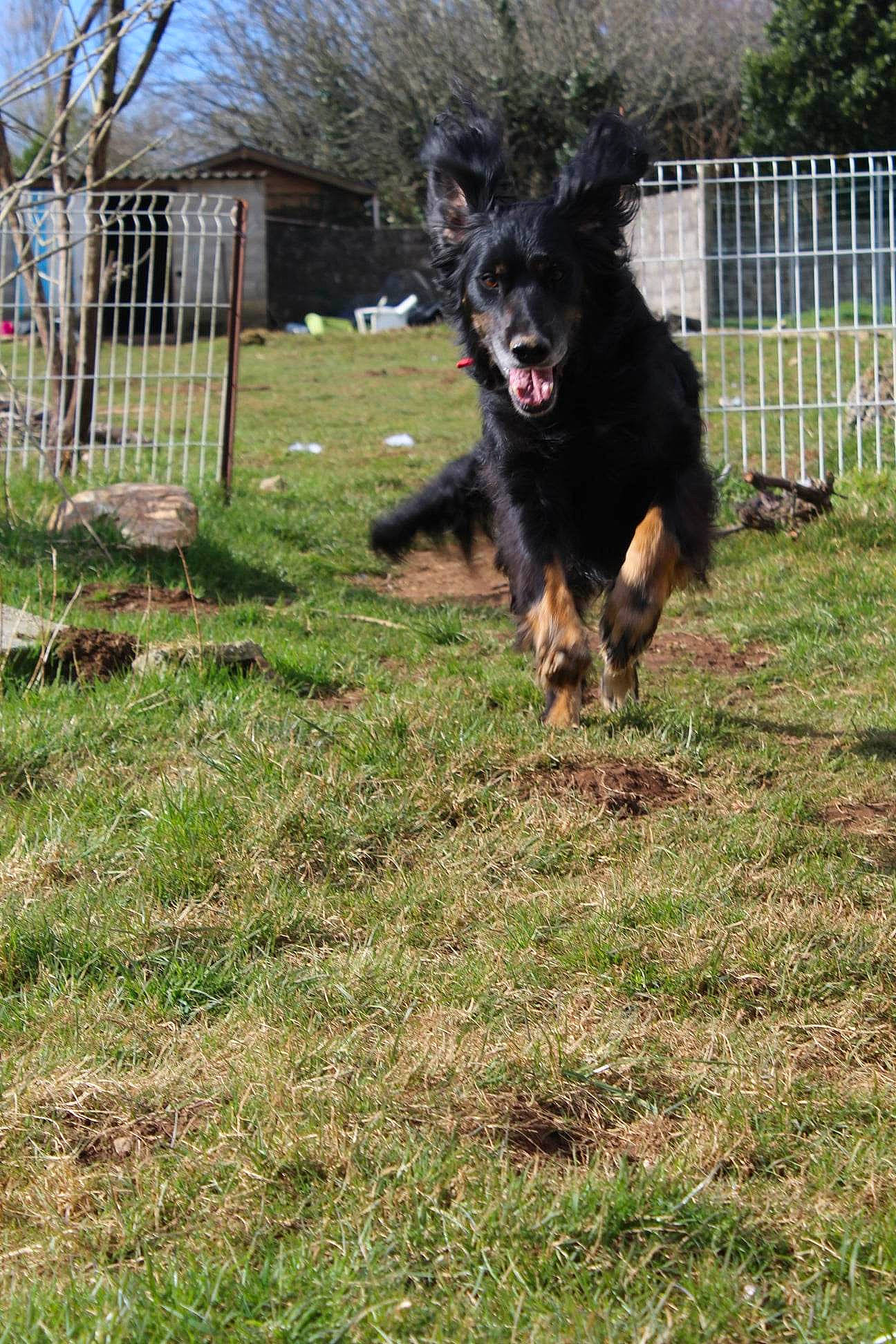 Neymar participe au concours pour gagner de l'argent avec cette photo : canidae, carnivore, companion_dog, dog, dog_breed, east_european_shepherd, fence, grass, guard_dog, herding_dog, home_fencing, king_shepherd, old_german_shepherd_dog, plant, sporting_group, tail, tree, water_dog, working_dog, yard
