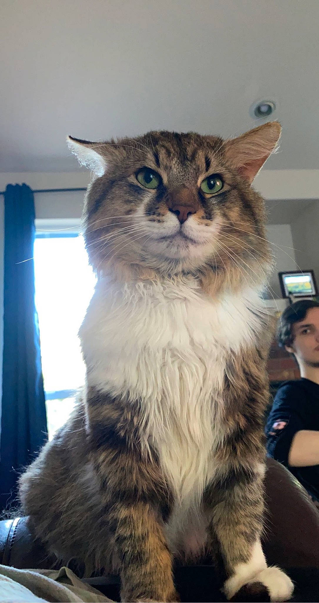 Carter is registered to the contest to win money with this photo: carnivore, cat, domestic_short_haired_cat, event, felidae, fur, small_to_medium_sized_cats, snout, t_shirt, tail, terrestrial_animal, tree, whiskers, wildlife, window, winter