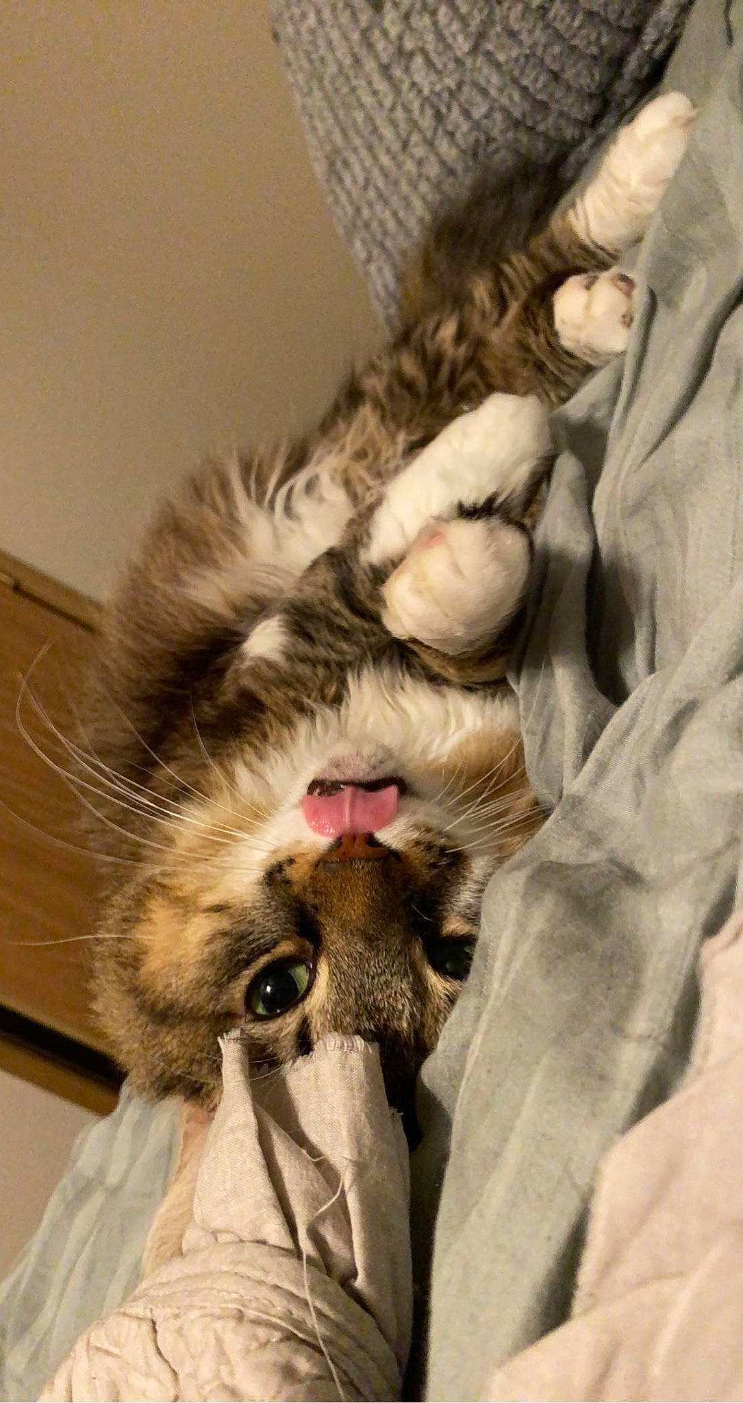 Carter is registered to the contest to win money with this photo: carnivore, cat, claw, comfort, domestic_short_haired_cat, fawn, felidae, fur, fur_clothing, gesture, linens, natural_material, paw, small_to_medium_sized_cats, tail, whiskers