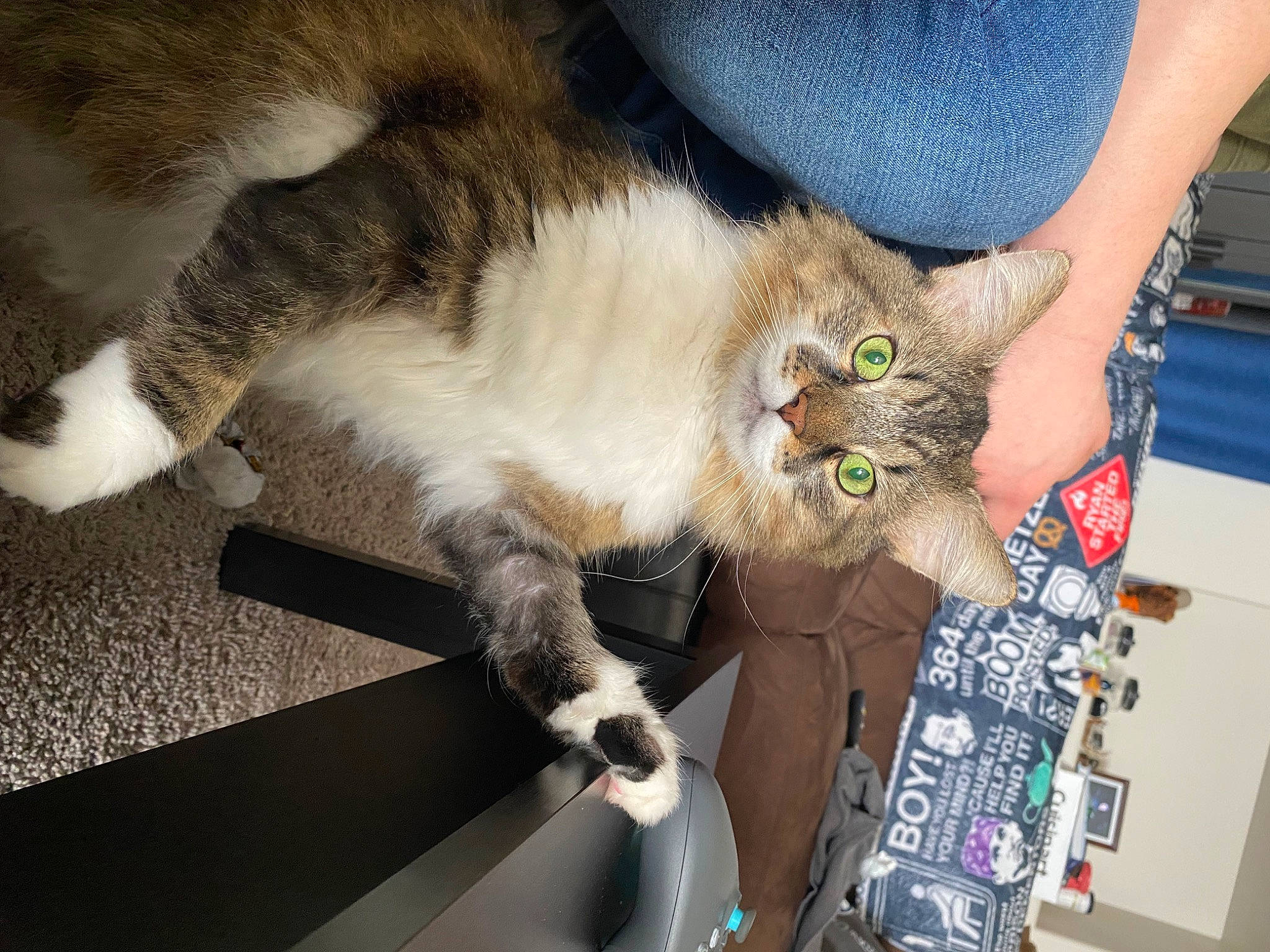 Carter is registered to the contest to win money with this photo: box, carnivore, cat, claw, comfort, domestic_short_haired_cat, felidae, fur, lap, nail, paw, small_to_medium_sized_cats, tail, whiskers