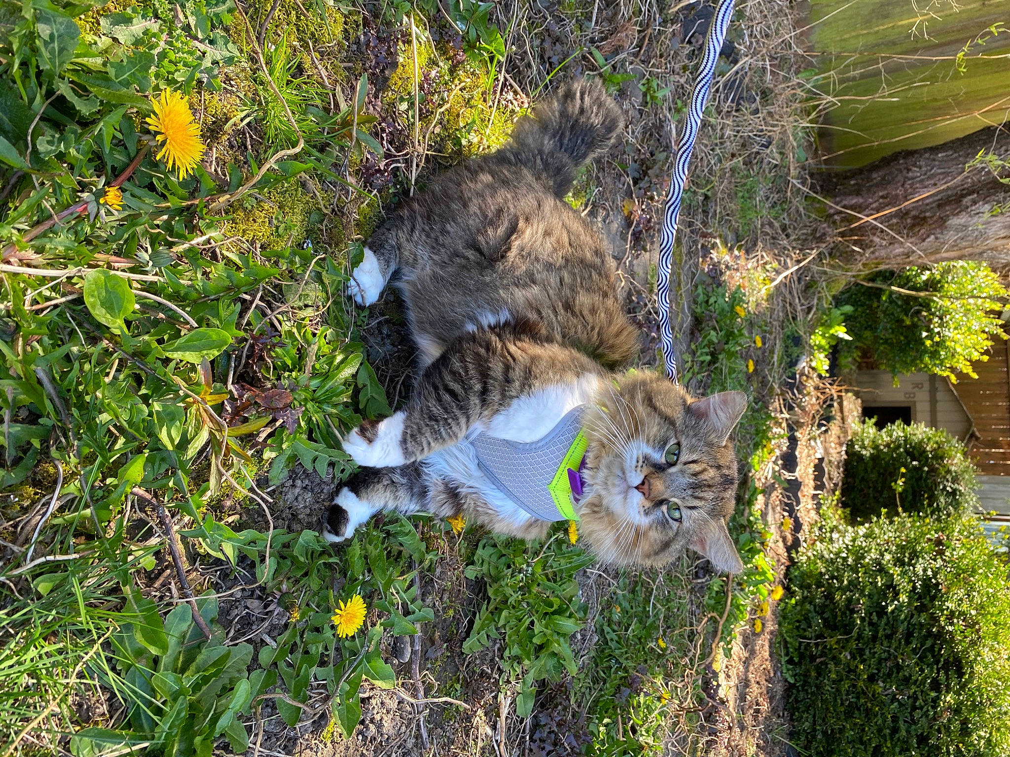 Carter is registered to the contest to win money with this photo: carnivore, cat, domestic_short_haired_cat, fawn, felidae, flower, fur, grass, groundcover, herbaceous_plant, plant, shrub, small_to_medium_sized_cats, tail, terrestrial_animal, tree, trunk, twig, whiskers, wildlife