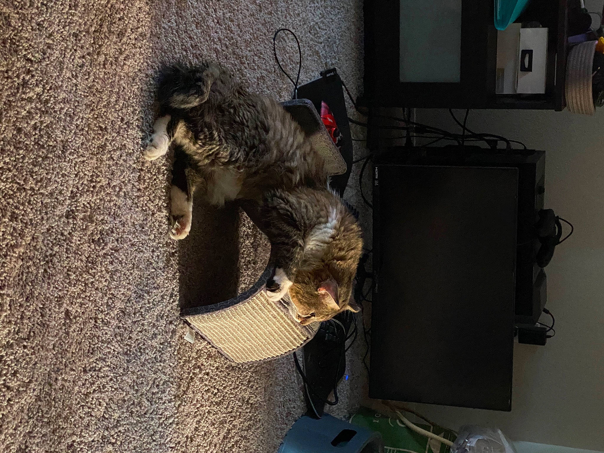 Carter is registered to the contest to win money with this photo: asphalt, canidae, concrete, felidae, fur, military_camouflage, picture_frame, shadow, soil, sporting_group, tail, television, tree, wood