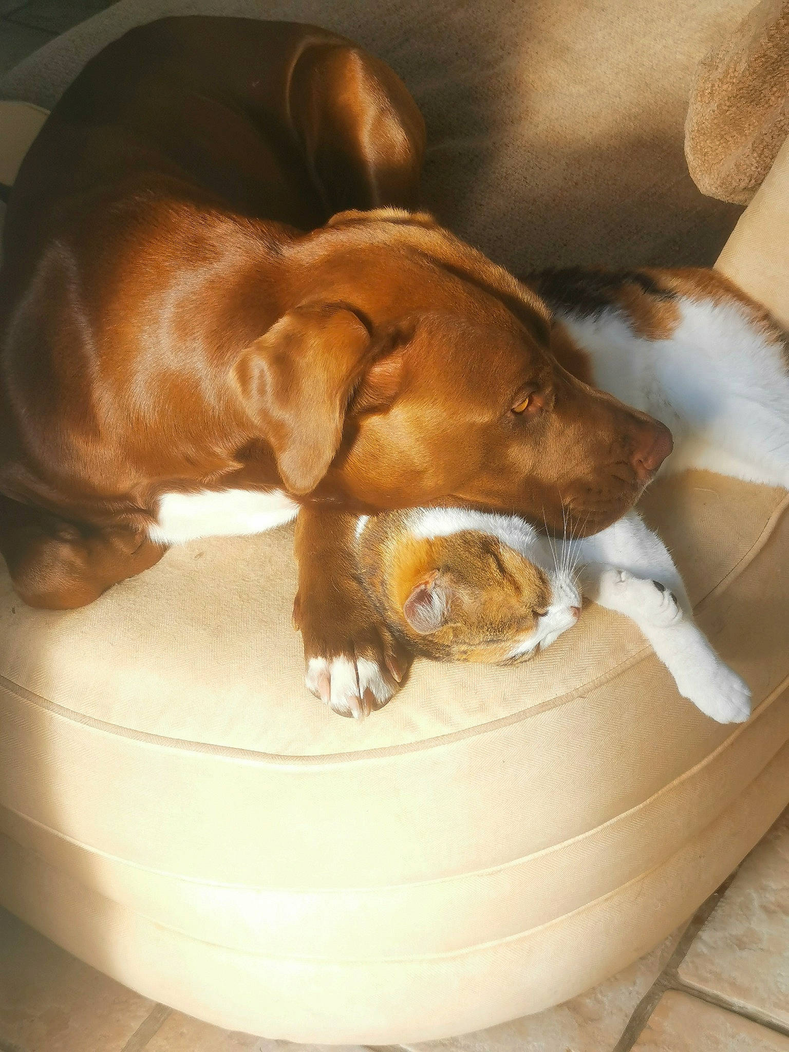 Tagada participe au concours pour gagner de l'argent avec cette photo : brown, canidae, carnivore, comfort, companion_dog, dog, dog_bed, dog_breed, fawn, hardwood, hound, liver, pet_supply, scent_hound, snout, sporting_group, tail, terrestrial_animal, wood, working_animal