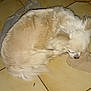 animal, calm, companion, cozy, curled_up, cute, dog, domestic_animal, floor, fur, indoor, light_fur, pet, quiet, relaxed, resting, sleeping, small_dog, sock, tile_floor