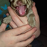 Chance participe au concours pour gagner de l'argent avec cette photo : puppy, dog, yawning, hands, person, cute, small, fur, paws, cradled, cozy, indoor, human_hand, sleepy, animal, pet, baby_animal, closeup, adorable, companion