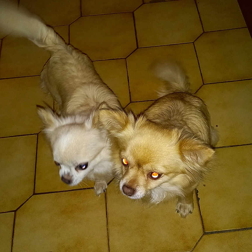Chance Et Dory