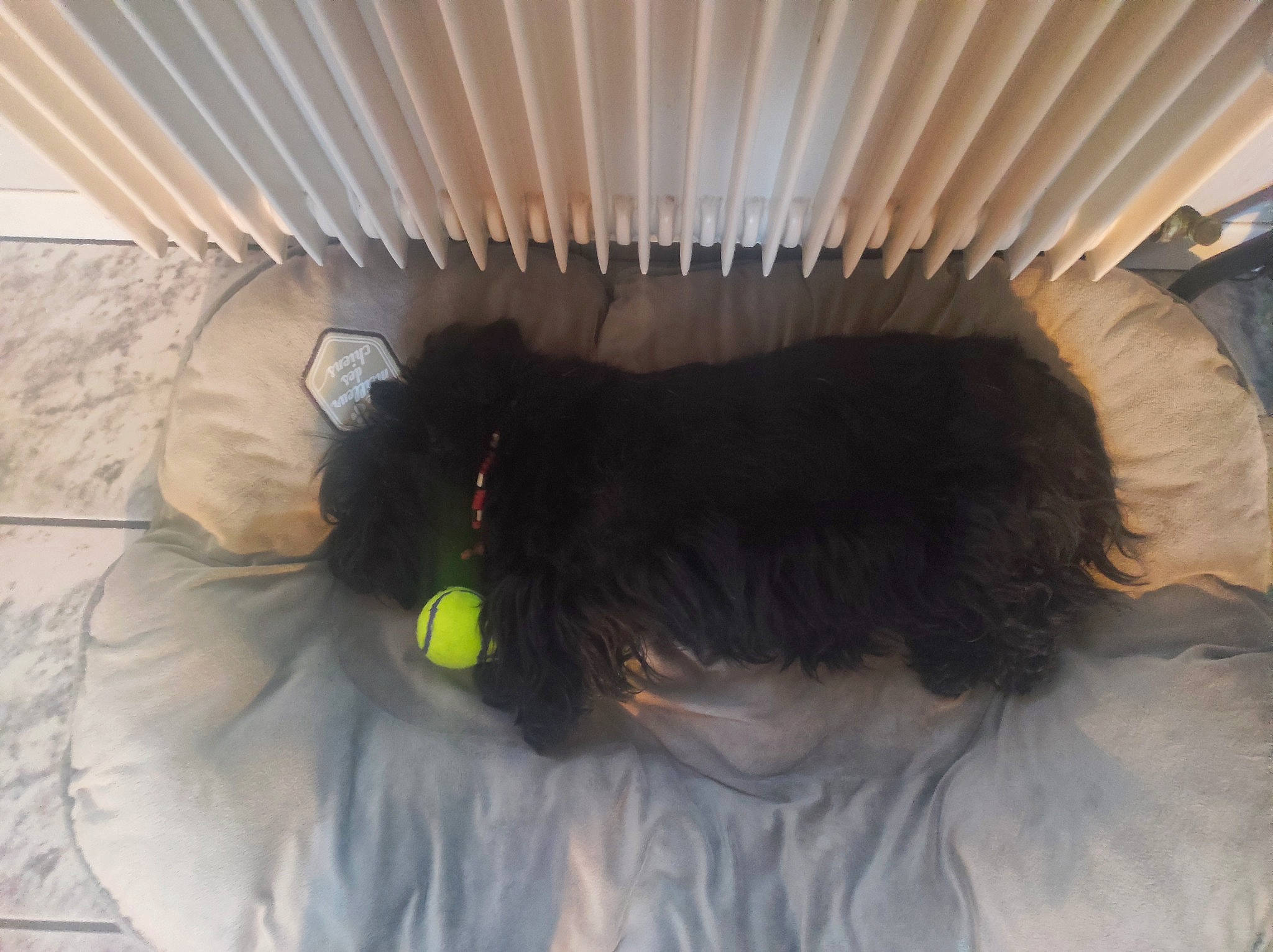 Rose participe au concours pour gagner de l'argent avec cette photo : bed, canidae, carnivore, comfort, companion_dog, dog, dog_breed, dog_supply, felidae, flooring, fur, linens, mammal, room, small_to_medium_sized_cats, sporting_group, tail, tints_and_shades, toy, vertebrate