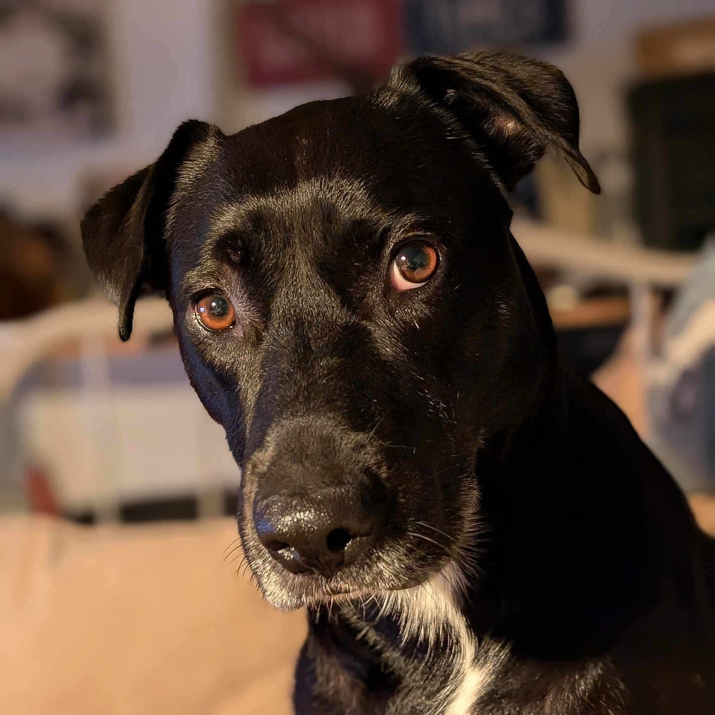 Malak participe au concours pour gagner de l'argent avec cette photo : animal, beagle, bulldog, canine, dog, hound, labradorretriever, pet, pitbull, pointer, puppy, snout