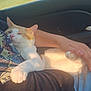 Bea is registered to the contest to win money with this photo: animal, car_interior, cat, comfort, cozy, feline, grass, gravestones, hill, human_arm, lap, nature, orange_and_white_cat, peaceful, pet, relaxing, resting, sunlight, trees, window