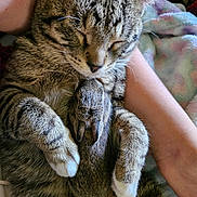 Bea is registered to the contest to win money with this photo: adorable, animal_companions, blanket, closeup, comfort, cozy, cuddling, cute, friendship, fur, human_arm, indoor, paw, peaceful, pet, rabbit, resting, sleeping, soft_texture, tabby_cat