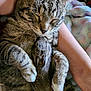 adorable, animal_companions, blanket, closeup, comfort, cozy, cuddling, cute, friendship, fur, human_arm, indoor, paw, peaceful, pet, rabbit, resting, sleeping, soft_texture, tabby_cat