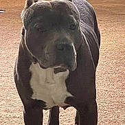 Boss joined the competition — help win amazing prizes! dog, indoor, carpet, black_and_white, standing, pet, canine, animal, floor, fur, mammal, companion, domestic, house, legs, background, quiet, calm, side_view, closeup