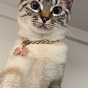 Nani is registered to the contest to win money with this photo: animal, cat, charm, close_up, collar, curious, cute, domestic_cat, ears, eyes, face, feline, fur, gold_chain, indoor, looking_down, pet, pink_bow, portrait, whiskers