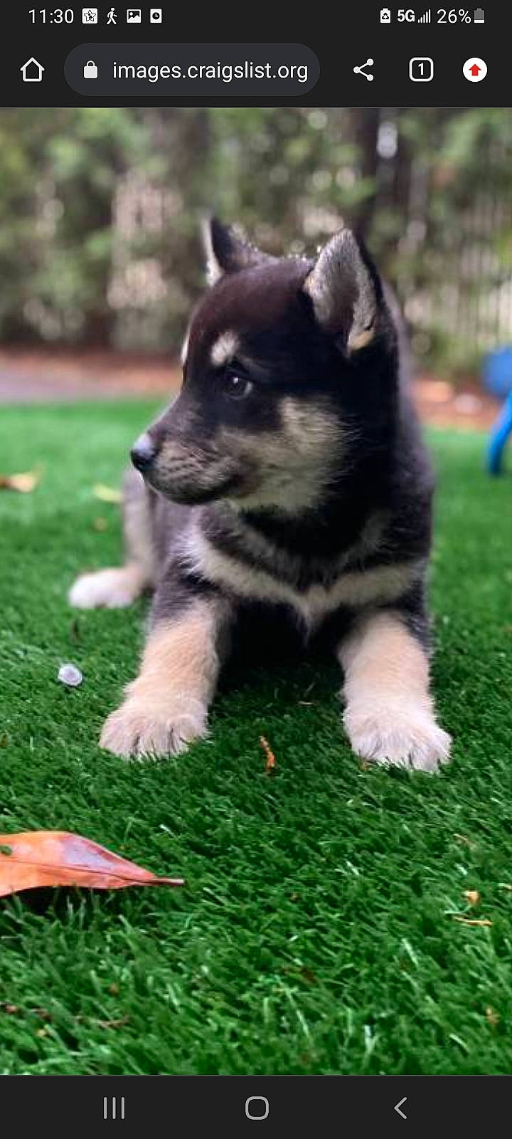 Hercules joined the competition — help win amazing prizes! ancient_dog_breeds, canis, carnivore, companion_dog, dog, dog_breed, flooring, fur, garden, grass, green, groundcover, lawn, plant, siberian_husky, terrestrial_animal, toy_dog, working_animal, working_dog, yard