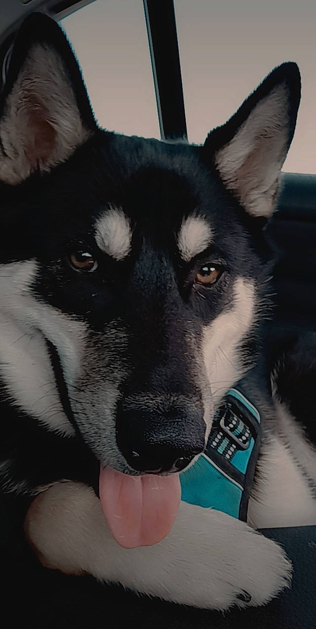 Hercules is registered to the contest to win money with this photo: ancient_dog_breeds, canidae, canis, carnivore, collar, companion_dog, dog, dog_breed, dog_collar, eye, fur, head, herding_dog, jaw, non_sporting_group, snout, sporting_group, whiskers, working_animal, working_dog