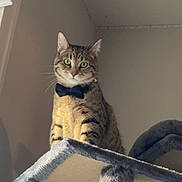 Goose joined the competition — help win amazing prizes! animal, bow_tie, cat, cat_tree, cute, domestic, ears, eyes, feline, fur, gray, household, indoor, looking, perched, pet, plush, portrait, tabby, whiskers