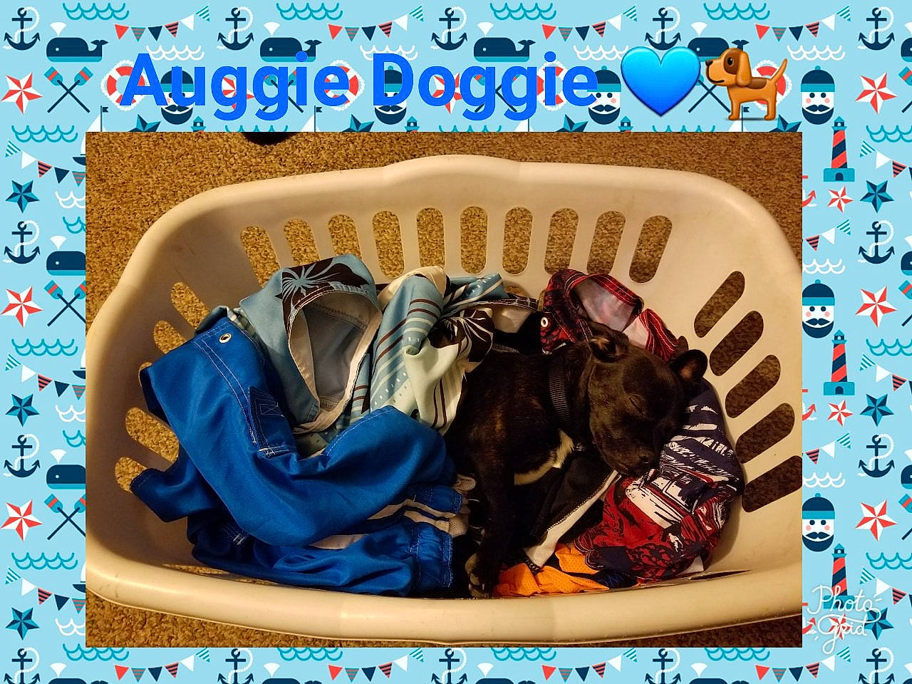 Auggie is registered to the contest to win money with this photo: art, baked_goods, cake_decorating_supply, confectionery, cuisine, dessert, electric_blue, event, fashion_accessory, fictional_character, font, food, icing, ingredient, junk_food, label, linens, pattern, rectangle, sleeve