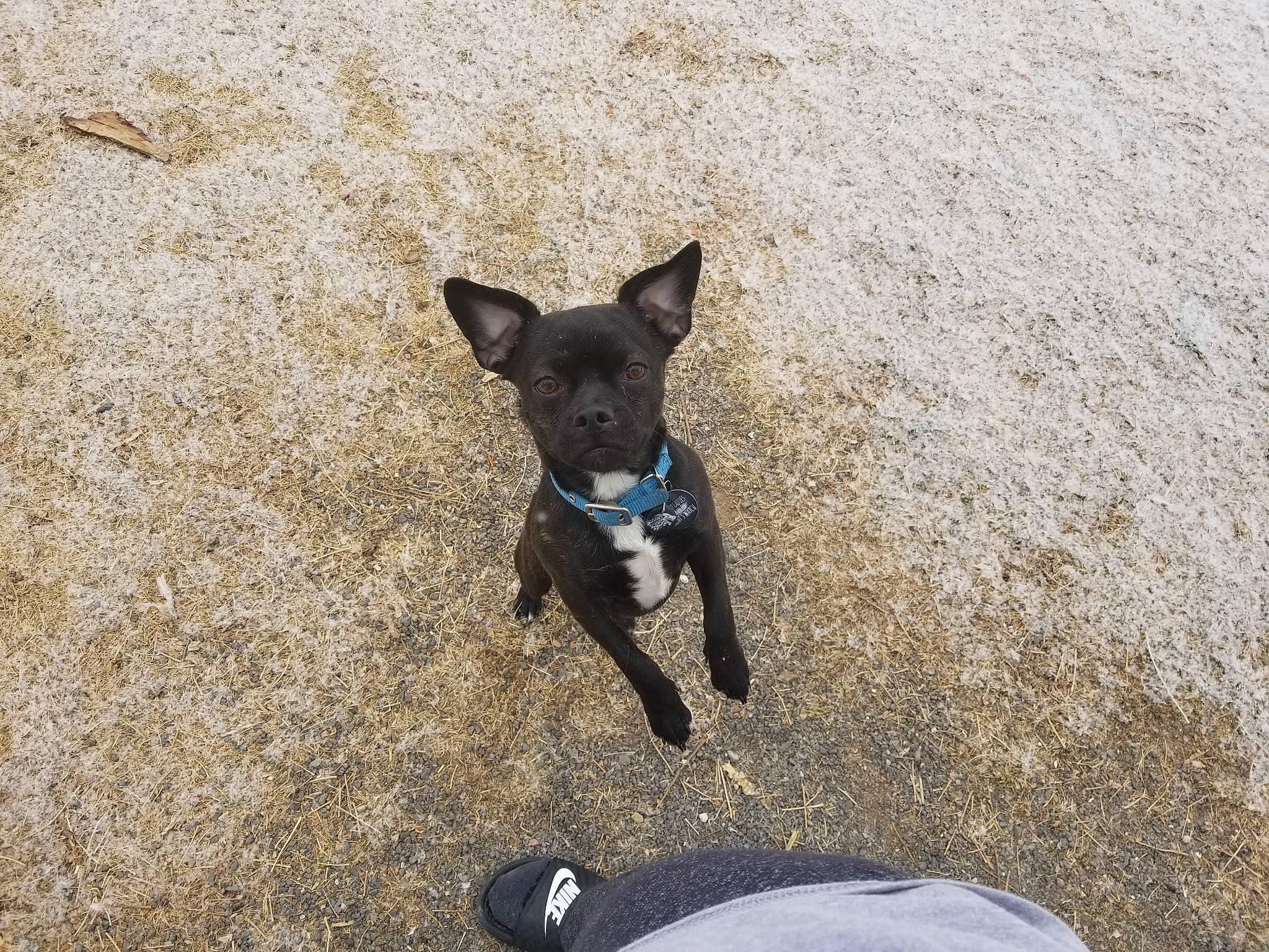 Auggie joined the competition — help win amazing prizes! adventure, asphalt, canidae, carnivore, collar, companion_dog, dog, dog_breed, dog_supply, fashion_accessory, fawn, grass, leash, road_surface, snout, sporting_group, tail, toy_dog, whiskers, working_animal