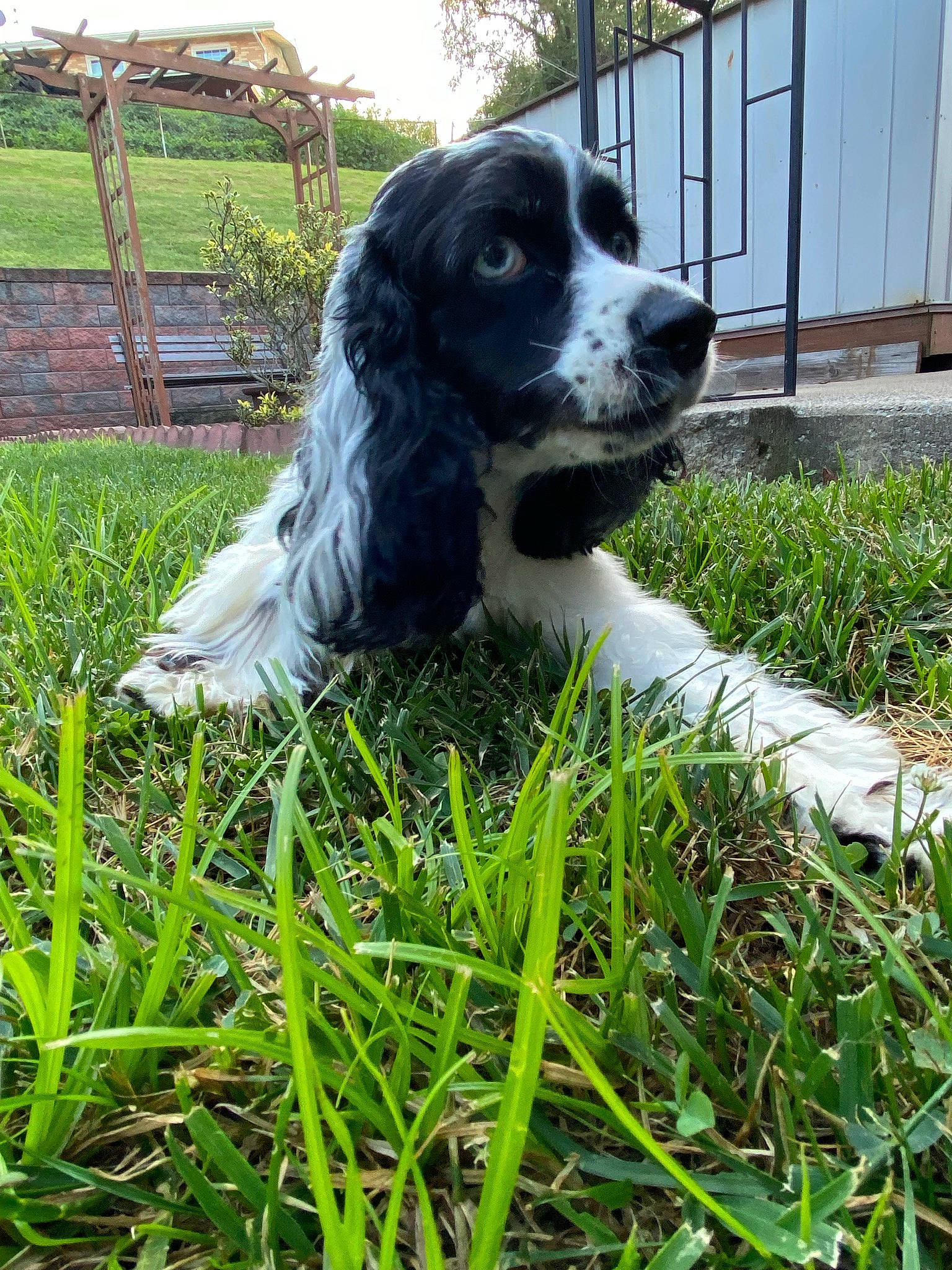 Bayleigh joined the competition — help win amazing prizes! canidae, carnivore, companion_dog, dog, dog_breed, fence, fur, grass, grassland, gun_dog, hunting_dog, non_sporting_group, pasture, plant, pont_audemer_spaniel, spaniel, sporting_group, tree, working_animal, working_dog