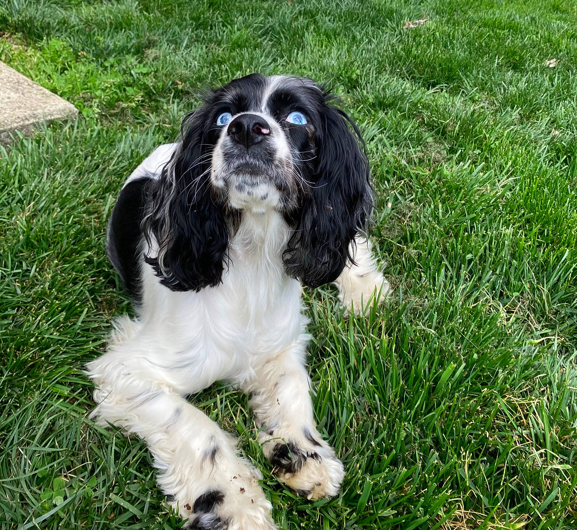 Bayleigh joined the competition — help win amazing prizes! canidae, carnivore, companion_dog, dog, dog_breed, fawn, fur, grass, groundcover, gun_dog, liver, non_sporting_group, plant, snout, spaniel, sporting_group, terrestrial_animal, working_animal, working_dog