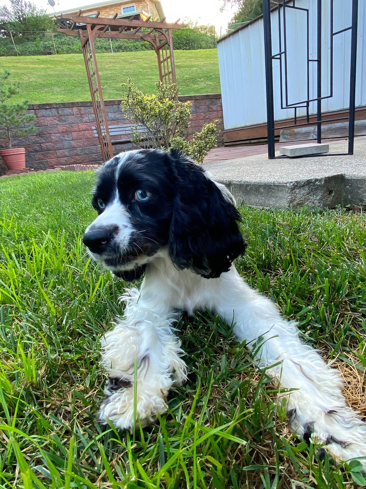 Bayleigh is registered to the contest to win money with this photo: canidae, carnivore, companion_dog, cottage, dog, dog_breed, fur, grass, gun_dog, plant, pointing_breed, snout, spaniel, sporting_group, tail, toy_dog, tree, working_animal, working_dog, yard