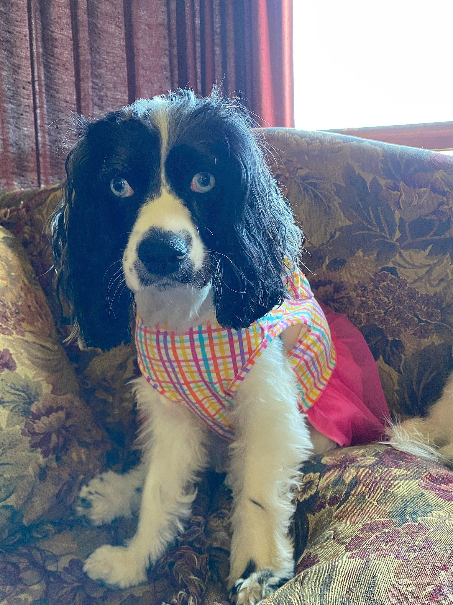 Bayleigh is registered to the contest to win money with this photo: canidae, carnivore, chair, collar, companion_dog, dog, dog_breed, dog_supply, electric_blue, fur, gun_dog, liver, puppy, recreation, snout, spaniel, toy, toy_dog, working_animal, working_dog