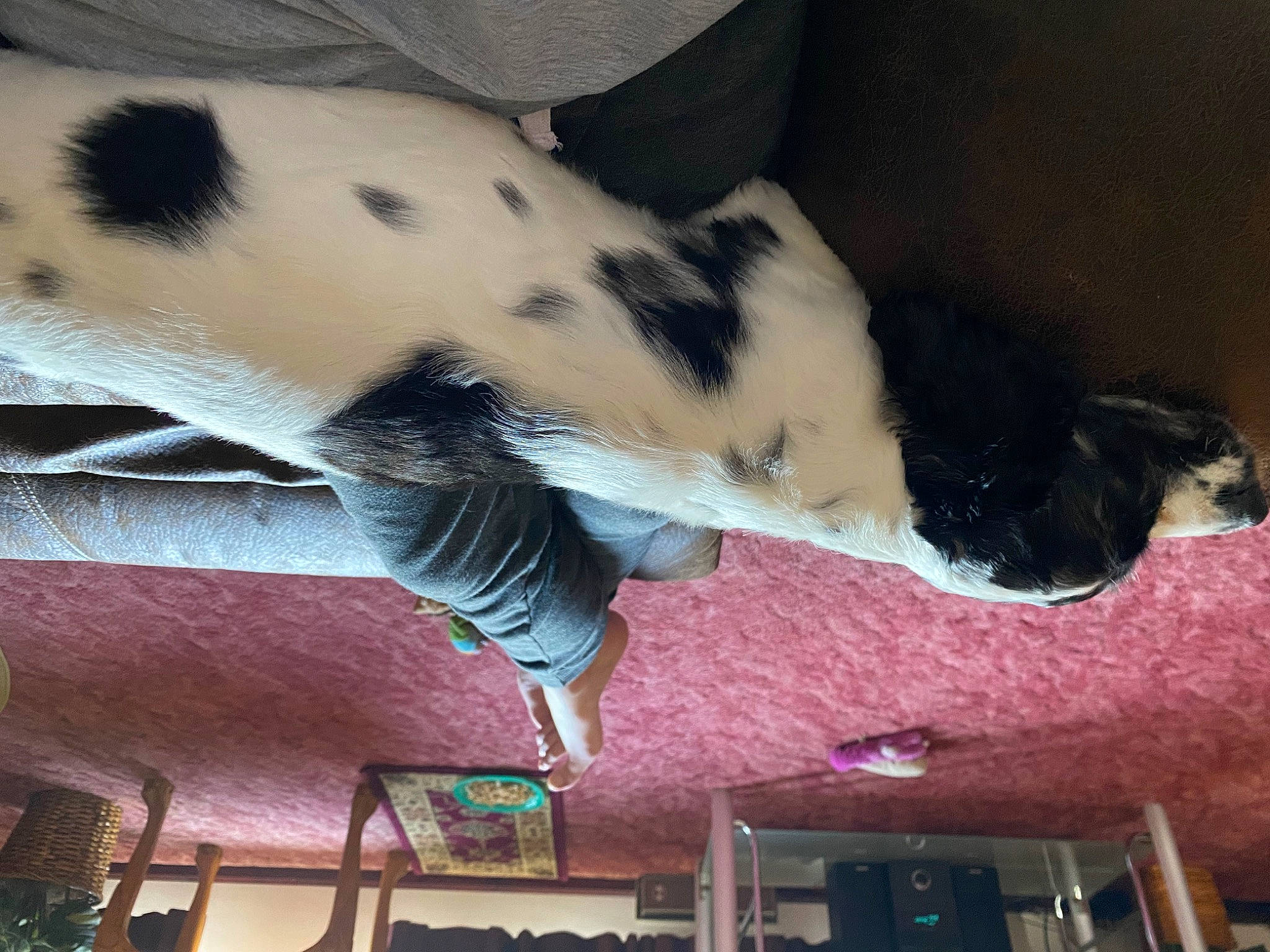 Bayleigh joined the competition — help win amazing prizes! carnivore, cat, ceiling, companion_dog, dog_breed, domestic_short_haired_cat, fawn, felidae, foot, fur, human_leg, paw, small_to_medium_sized_cats, snout, sporting_group, tail, tints_and_shades, vertebrate, whiskers, wood