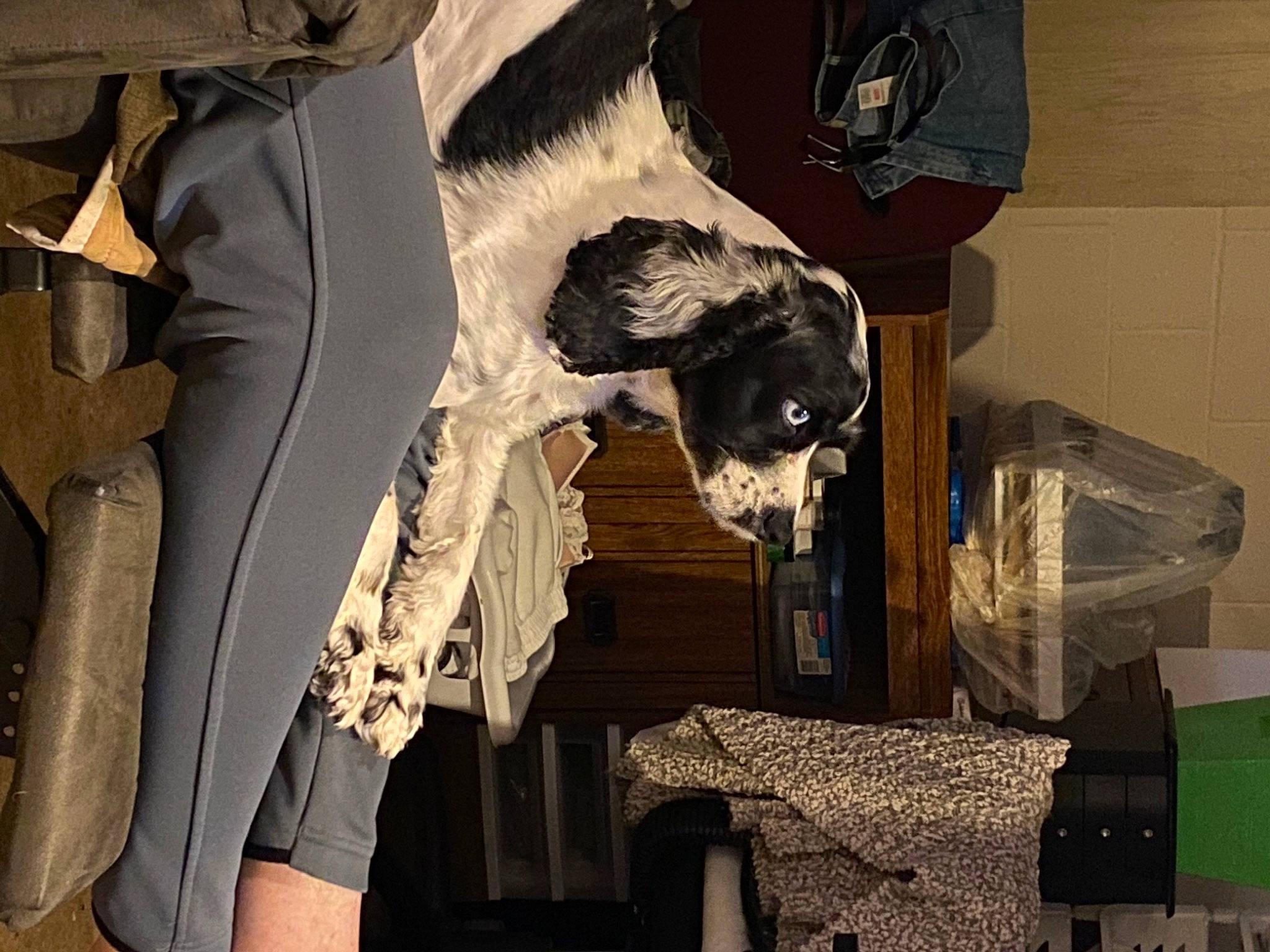 Bayleigh joined the competition — help win amazing prizes! canidae, costume, costume_design, darkness, fashion_design, fictional_character, formal_wear, fur, grey, room, sleeve, sporting_group, t_shirt, whiskers