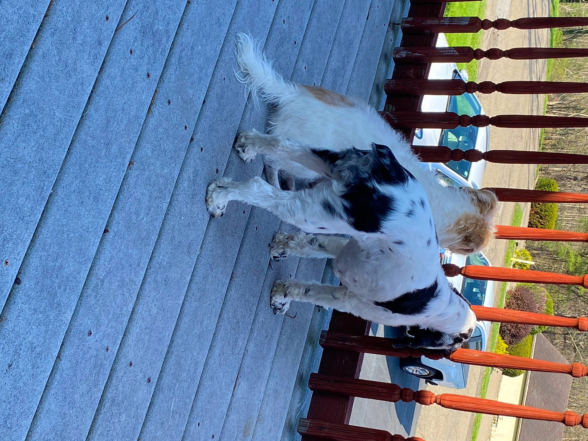 Bayleigh is registered to the contest to win money with this photo: carmine, composite_material, freezing, fur, hardwood, line, plank, snow, tail, winter, wood, working_animal