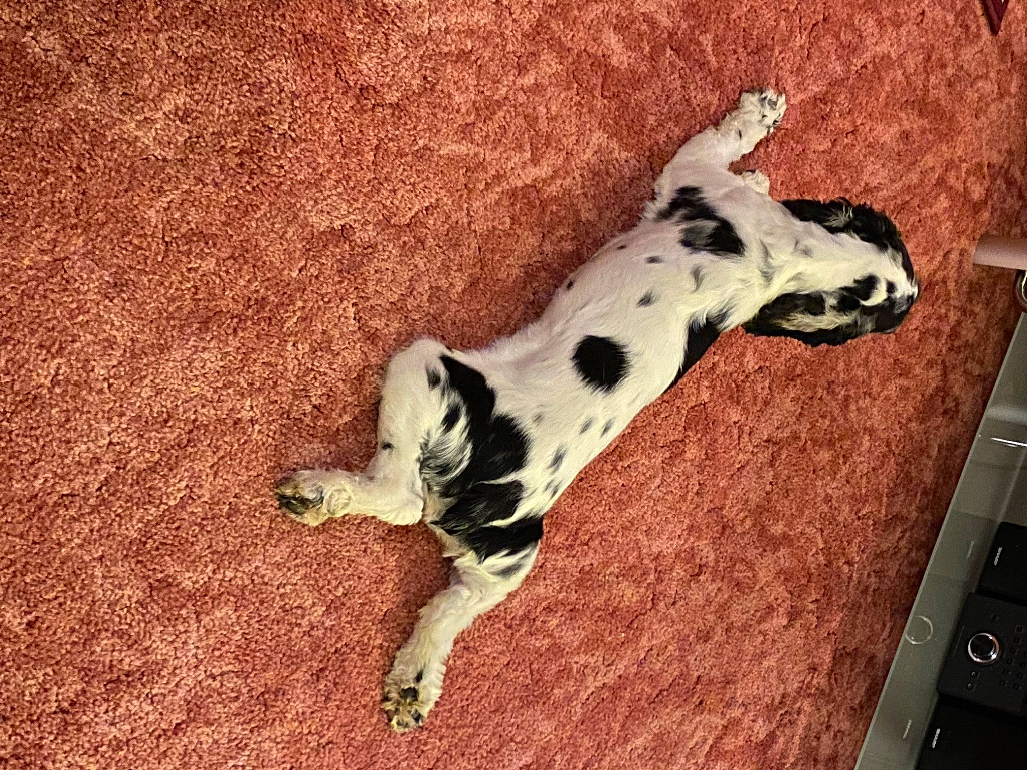 Bayleigh joined the competition — help win amazing prizes! canidae, carnivore, companion_dog, computer_keyboard, dalmatian, dog, dog_breed, dog_supply, fawn, giraffidae, mammal, pattern, paw, snout, sporting_group, tail, terrestrial_animal, toy, wood, working_animal