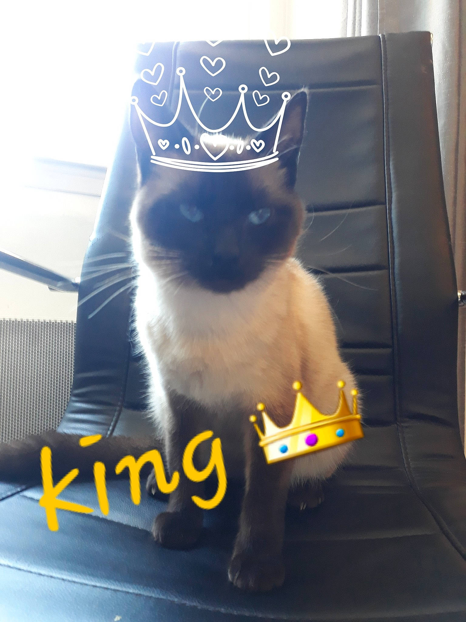 Le Clown Absinthe Love a rejoint le concours — aidez-le/la à gagner de superbes lots ! bag, carnivore, cat, chair, comfort, couch, domestic_short_haired_cat, electric_blue, felidae, font, fur, mammal, paw, sitting, small_to_medium_sized_cats, snout, tail, vertebrate, whiskers, yellow