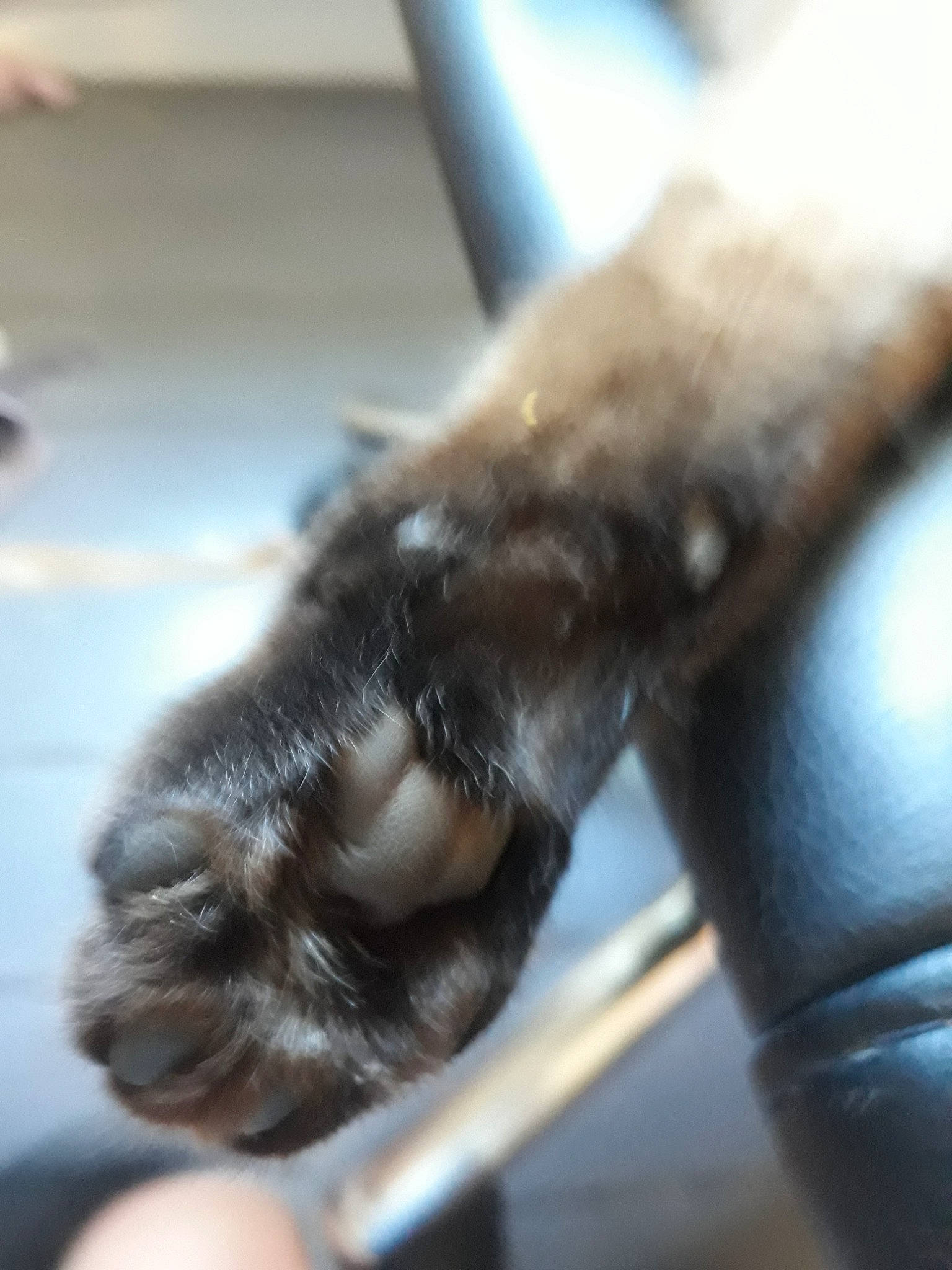 Le Clown Absinthe Love a rejoint le concours — aidez-le/la à gagner de superbes lots ! auto_part, carnivore, claw, comfort, dog_breed, felidae, foot, fur, gesture, human_leg, leg, metal, nail, small_to_medium_sized_cats, snout, sporting_group, tail, thumb, whiskers, wrist