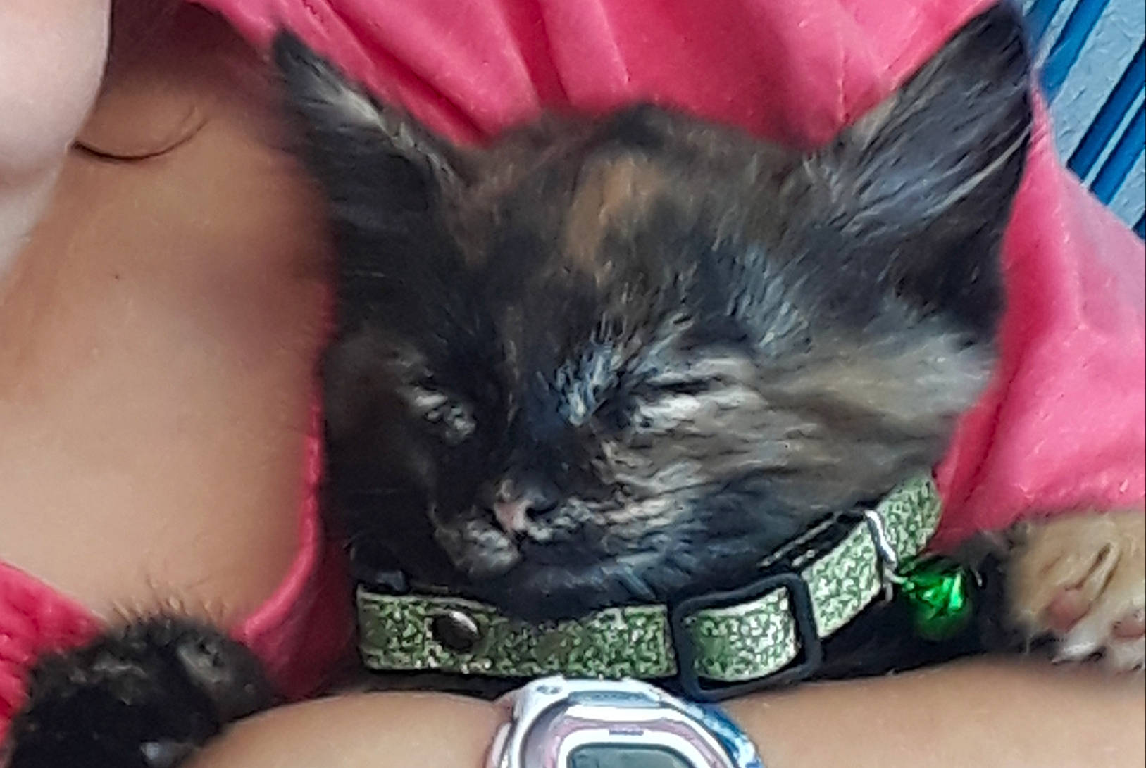 Onyx a rejoint le concours — aidez-le/la à gagner de superbes lots ! black_cat, black_hair, carnivore, cat, clock, comfort, domestic_short_haired_cat, felidae, finger, fur, gesture, lap, magenta, nail, pink, small_to_medium_sized_cats, thigh, watch, whiskers, wrist