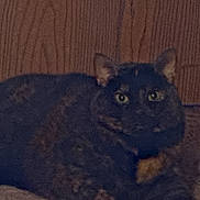 Spitfire joined the competition — help win amazing prizes! alert, animal, carpet, cat, cozy, domestic_cat, ears, eyes, feline, fur, home, indoor, laying_down, mammal, pet, quiet, relaxed, resting, tortoiseshell_cat, wooden_wall