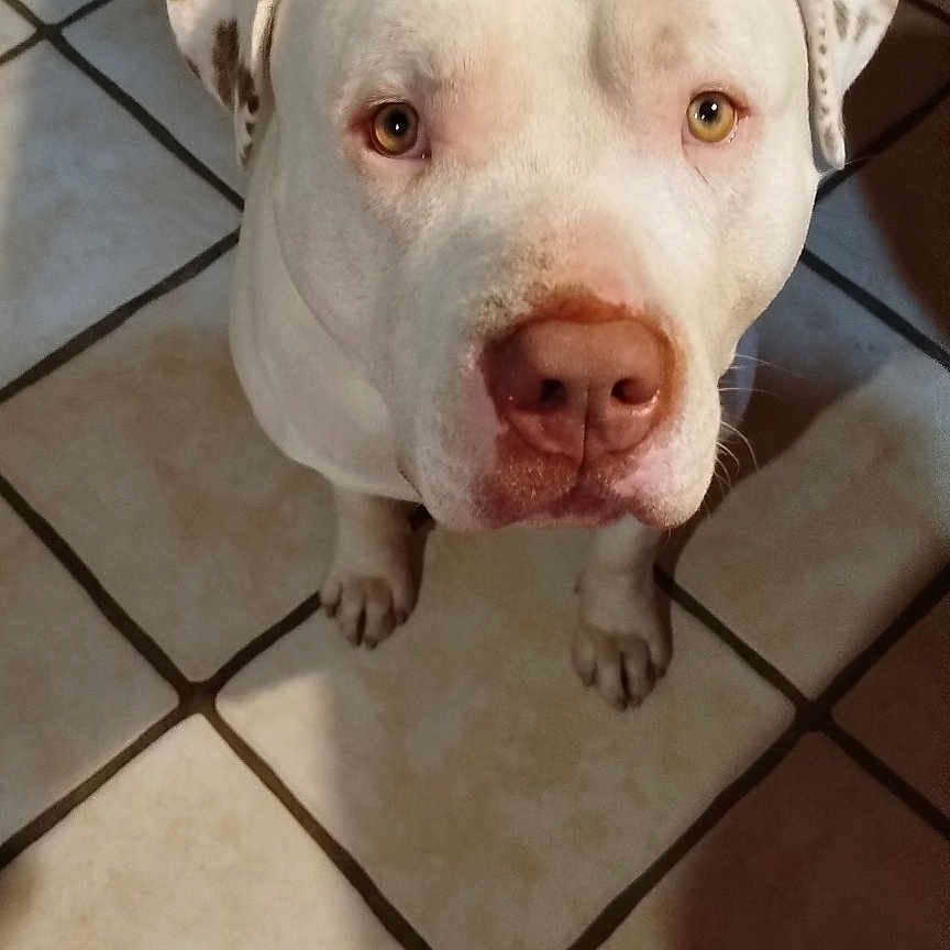 Kosmos a rejoint le concours — aidez-le/la à gagner de superbes lots ! animal, bag, brown_spots, canine, close_up, curious, dog, domestic_animal, ears, floor_tiles, household, indoor, looking_up, nose, paws, pet, shadow, tile_floor, white_dog, wooden_furniture