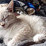 animal, blanket, cat, comfort, cozy, cute, domestic, feline, fluffy, fur, home, indoor, nap, paw, pet, relaxation, resting, sleeping, soft, whiskers