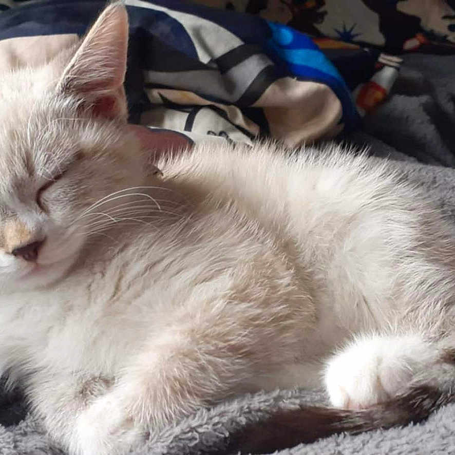 Doughnut joined the competition — help win amazing prizes! animal, blanket, cat, comfort, cozy, cute, domestic, feline, fluffy, fur, home, indoor, nap, paw, pet, relaxation, resting, sleeping, soft, whiskers