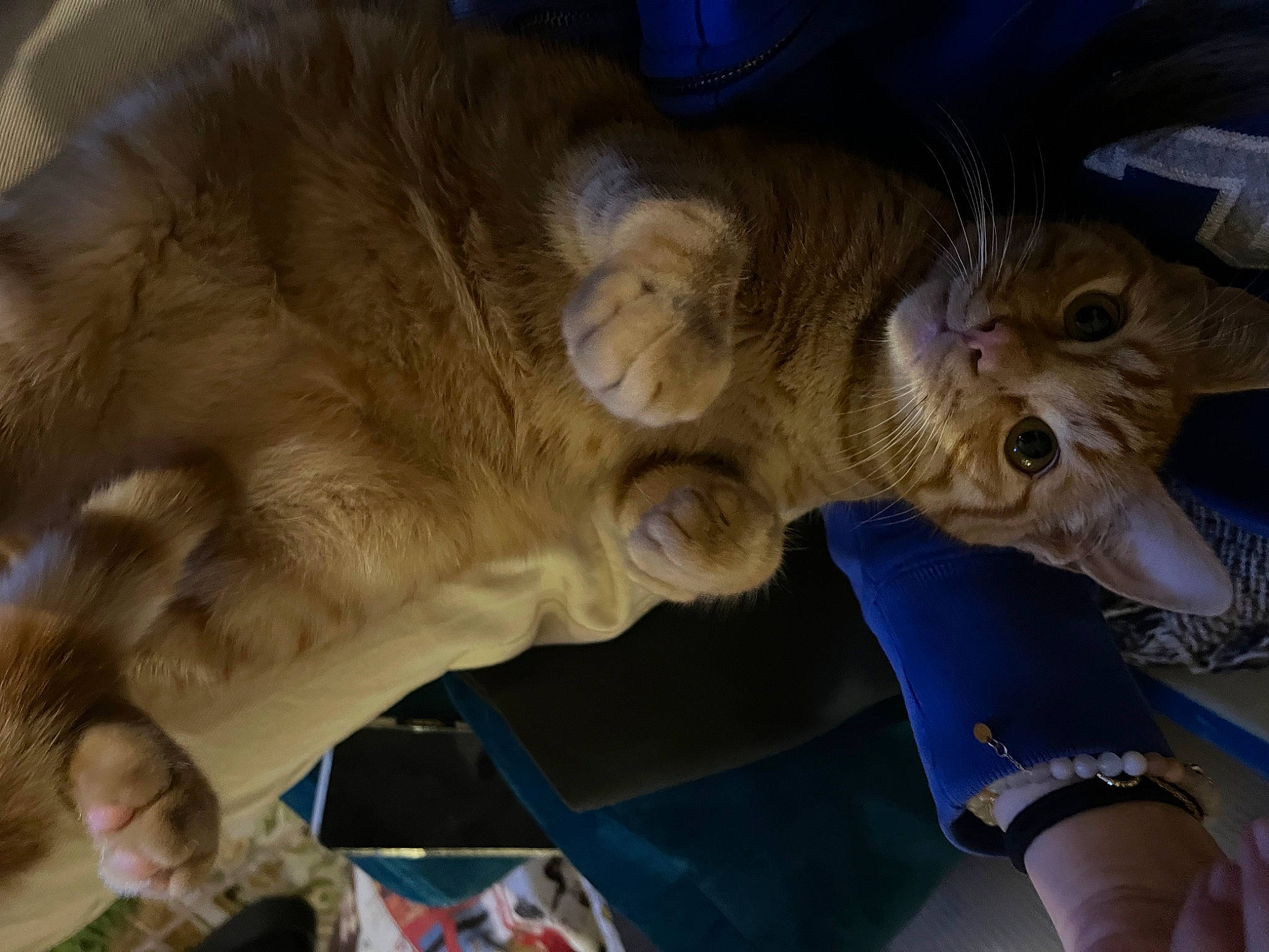 Echo a rejoint le concours — aidez-le/la à gagner de superbes lots ! carnivore, cat, claw, comfort, dog_breed, domestic_short_haired_cat, ear, fang, fawn, felidae, fur, gesture, paw, small_to_medium_sized_cats, snout, tail, whiskers, wildlife