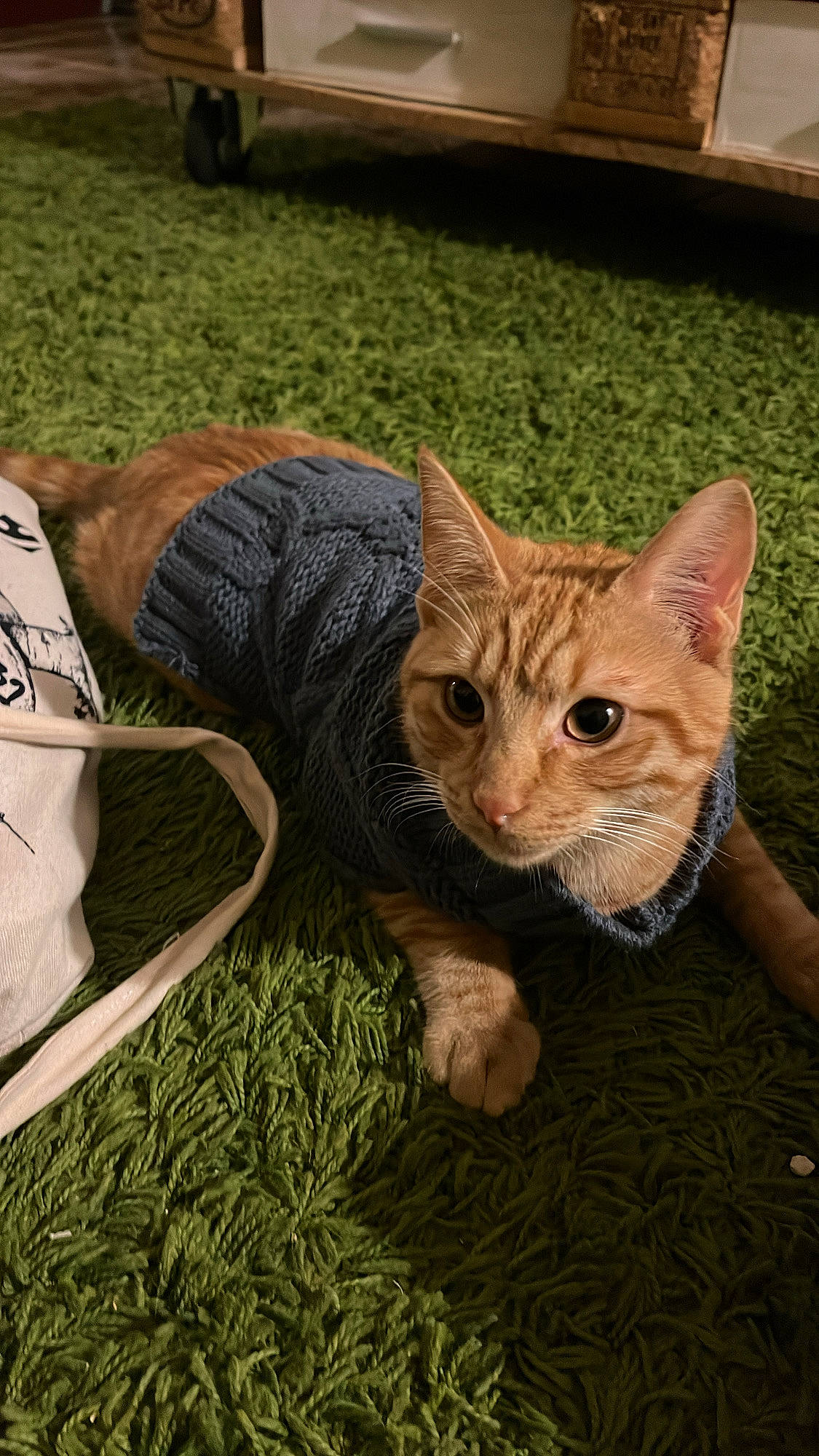 Echo participe au concours pour gagner de l'argent avec cette photo : carnivore, cat, claw, domestic_short_haired_cat, fawn, felidae, fur, grass, lawn, plant, sitting, small_to_medium_sized_cats, snout, soil, tail, terrestrial_animal, tree, whiskers, wildlife, wood