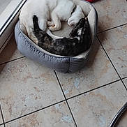 Nougat a rejoint le concours — aidez-le/la à gagner de superbes lots ! cat, pet_bed, white_cat, tabby_cat, sleeping, curled_up, floor_tile, indoor, cozy, resting, animal, domestic_cat, pair, bed, relaxing, companion, fur, quiet, peaceful, window