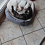 cat, pet_bed, white_cat, tabby_cat, sleeping, curled_up, floor_tile, indoor, cozy, resting, animal, domestic_cat, pair, bed, relaxing, companion, fur, quiet, peaceful, window