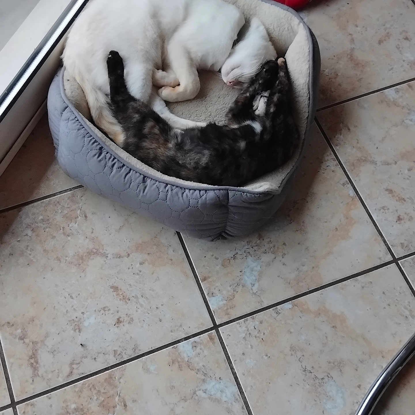 Nougat a rejoint le concours — aidez-le/la à gagner de superbes lots ! animal, bed, cat, companion, cozy, curled_up, domestic_cat, floor_tile, fur, indoor, pair, peaceful, pet_bed, quiet, relaxing, resting, sleeping, tabby_cat, white_cat, window