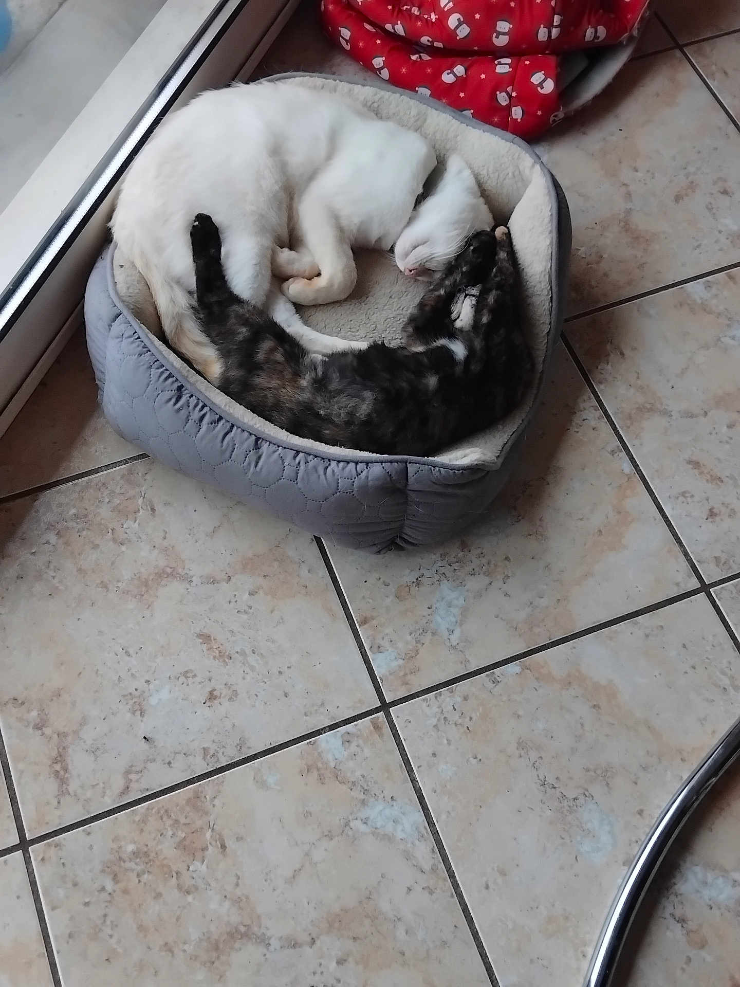 Nougat a rejoint le concours — aidez-le/la à gagner de superbes lots ! cat, pet_bed, white_cat, tabby_cat, sleeping, curled_up, floor_tile, indoor, cozy, resting, animal, domestic_cat, pair, bed, relaxing, companion, fur, quiet, peaceful, window