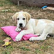 Aïko a rejoint le concours — aidez-le/la à gagner de superbes lots ! puppy, dog, outdoor, grass, toy, pink_pillow, resting, cute, animal, pet, young_dog, brown_and_white, laying_down, curious, fur, ears, nose, paws, nature, background
