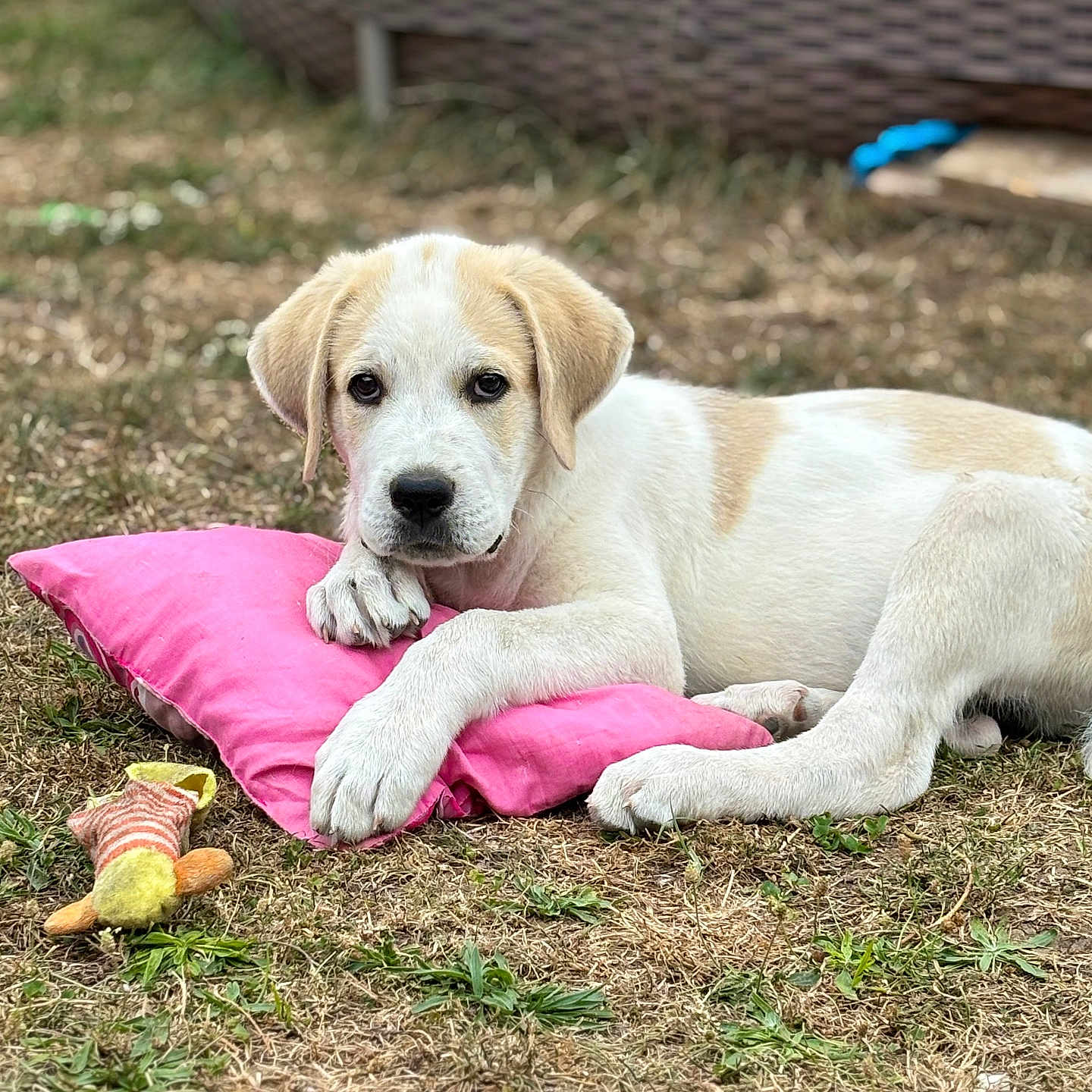 Aïko a rejoint le concours — aidez-le/la à gagner de superbes lots ! animal, background, brown_and_white, curious, cute, dog, ears, fur, grass, laying_down, nature, nose, outdoor, paws, pet, pink_pillow, puppy, resting, toy, young_dog