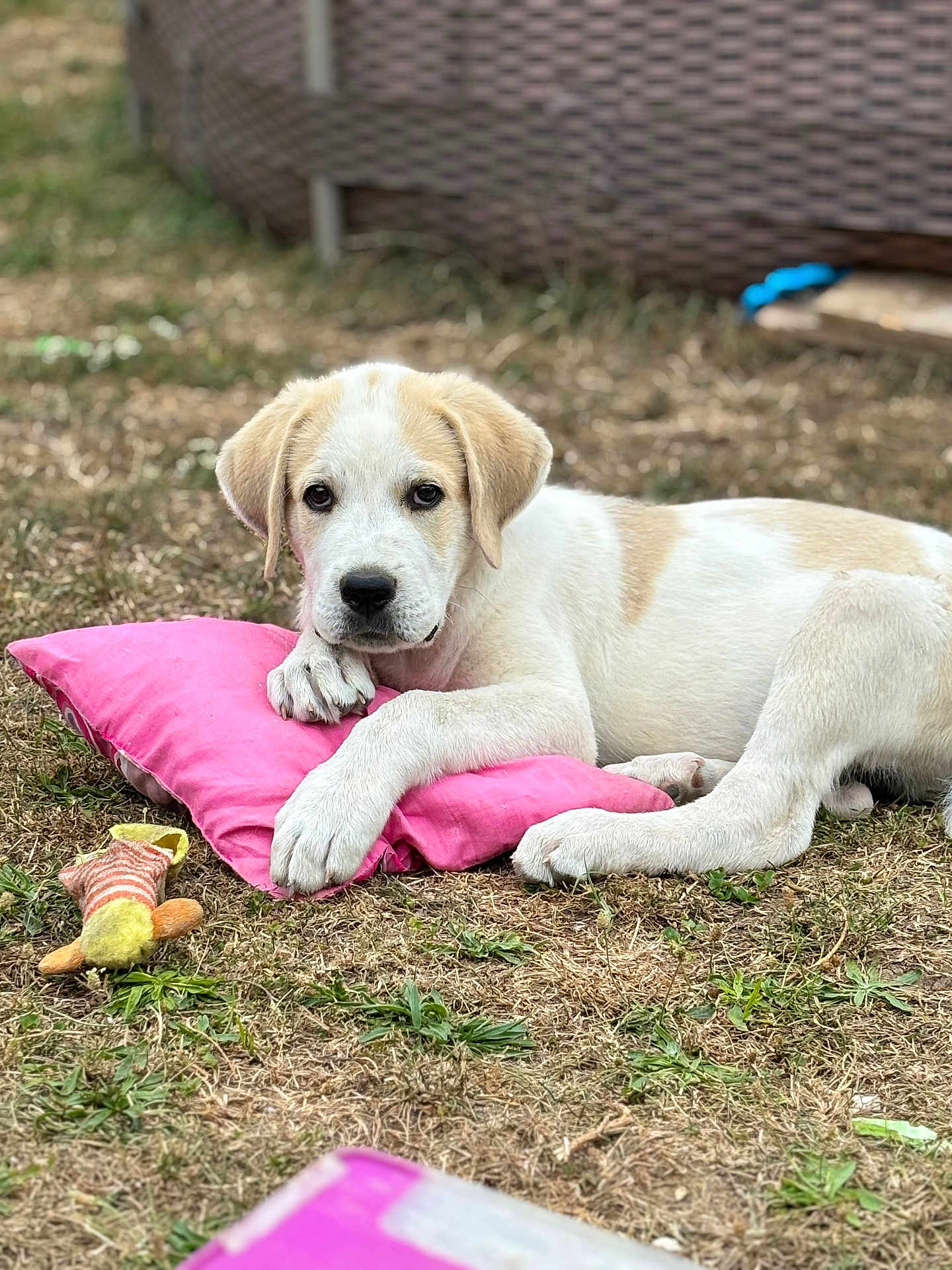 Aïko a rejoint le concours — aidez-le/la à gagner de superbes lots ! puppy, dog, outdoor, grass, toy, pink_pillow, resting, cute, animal, pet, young_dog, brown_and_white, laying_down, curious, fur, ears, nose, paws, nature, background