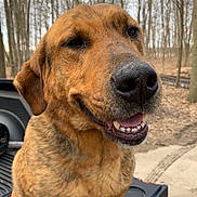 Bear joined the competition — help win amazing prizes! dog, smiling, outdoor, forest, trees, truck_bed, animal, pet, canine, happy, close_up, nature, brown_fur, ears, snout, teeth, tongue, winter, daytime, expression