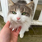 Rue is registered to the contest to win money with this photo: cat, green_eyes, fluffy, white_and_gray, pet, outdoor, hand, scratching, close_up, face, whiskers, nose, ears, porch, railing, stone_floor, domestic_animal, friendly, cute, animal